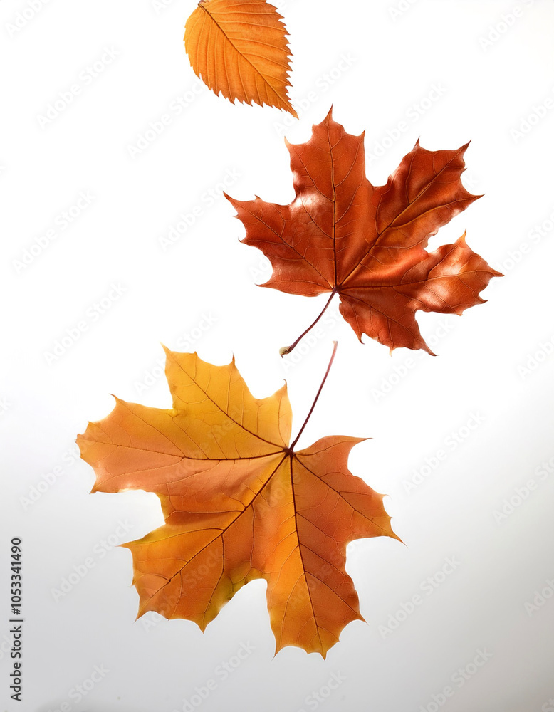 Fototapeta premium autumn leaves floating or flying isolated white background