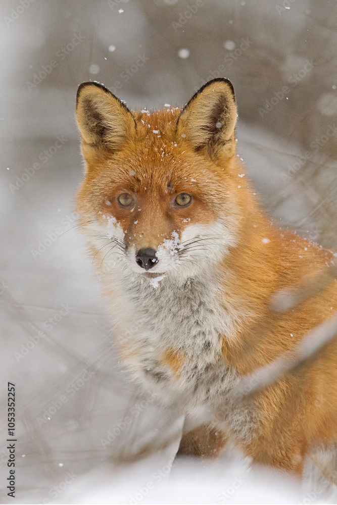 Obraz premium winter fox