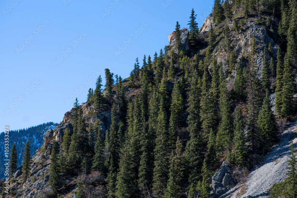 Obraz premium a rugged mountain cliff with a dense of tall, evergreen conifers under a clear blue sky. The steep incline and rocky outcrops are dotted with resilient trees, displaying the tenacity of alpine flora