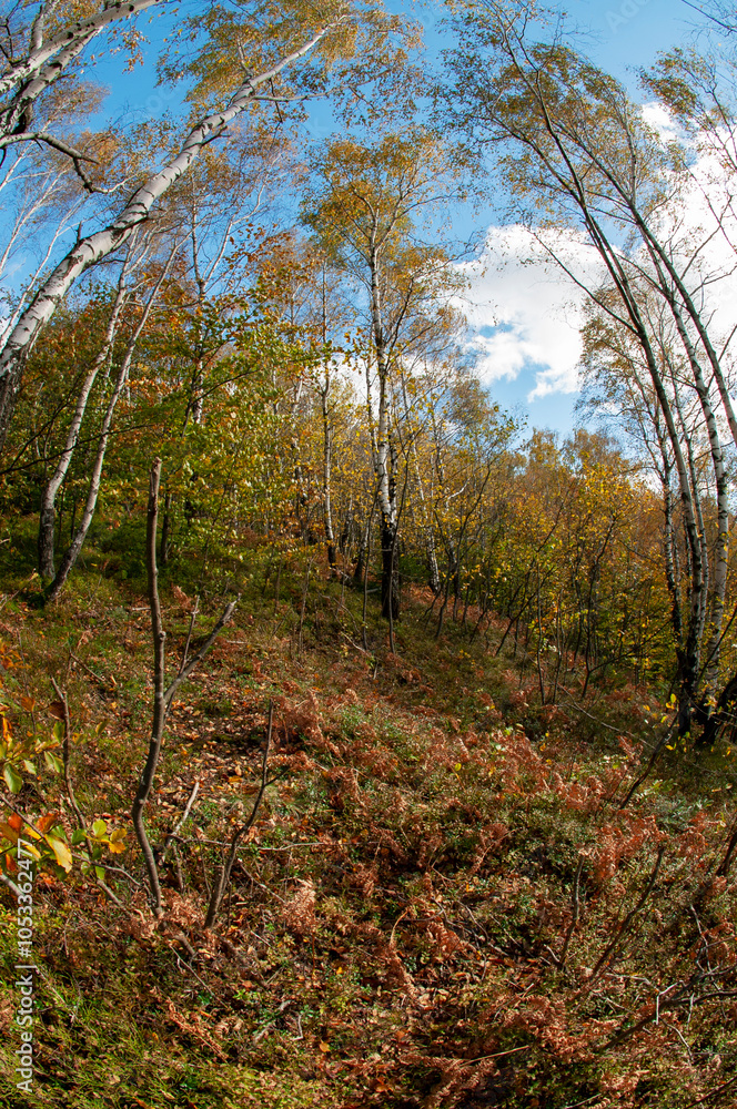 Beautiful autumn landscape. Travel, hiking, freedom, active lifestyle. Autumn in the forest.