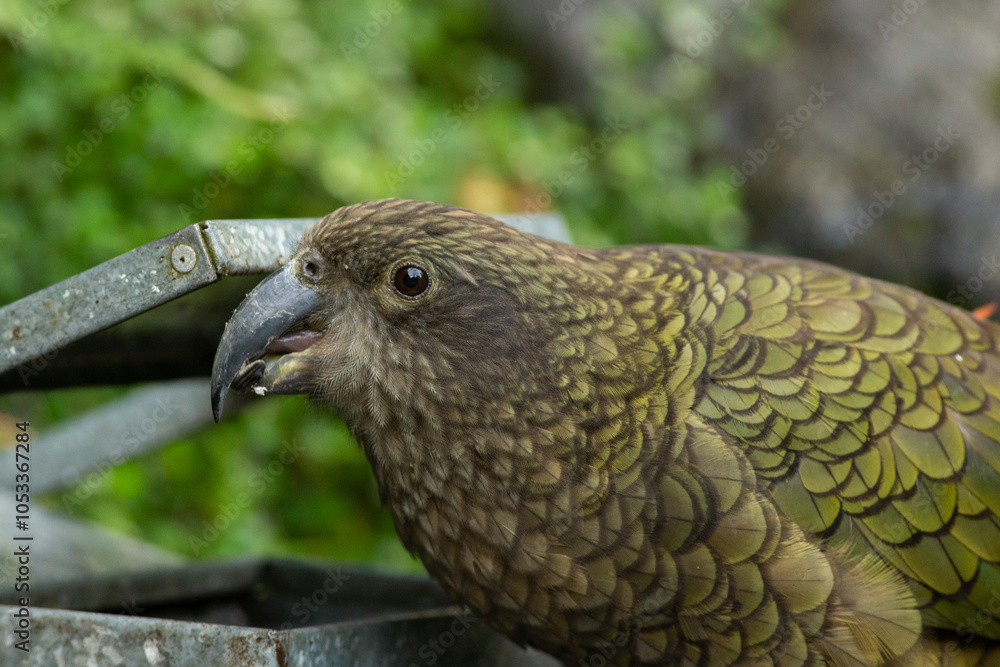 New Zealand Kea parrot on a tree New Zealand Kea parrot on a tree
