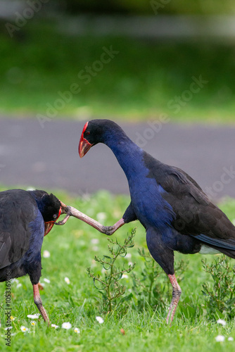 Australasian swamphen in the grass