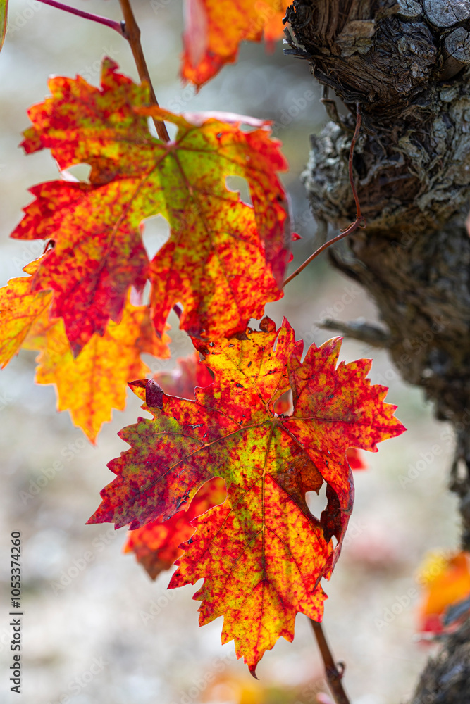 This close-up image showcases vibrant red and yellow autumn leaves on a grapevine, showing intricate patterns and colors that signify the changing seasons in La Rioja Spain This close-up image showcases vibrant red and yellow autumn leaves on a grapevine, showing intricate patterns and colors that signify the changing seasons in La Rioja Spain