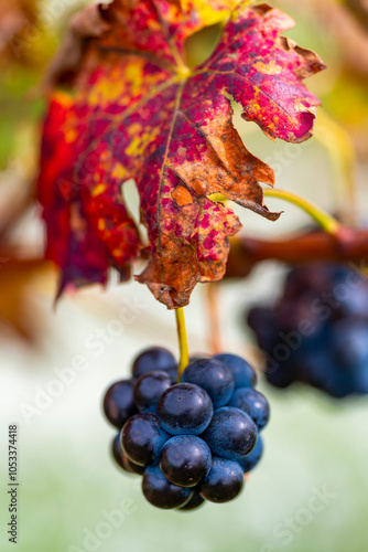 This photograph captures ripe black grapes hanging on a vine, backed by multicolored autumn leaves, symbolizing a bountiful harvest and vibrant nature's artistry in La Rioja Spain photo