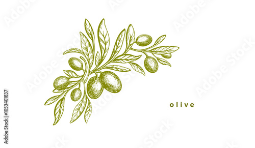 Engraved olive branch. Sketch branch, green fruit