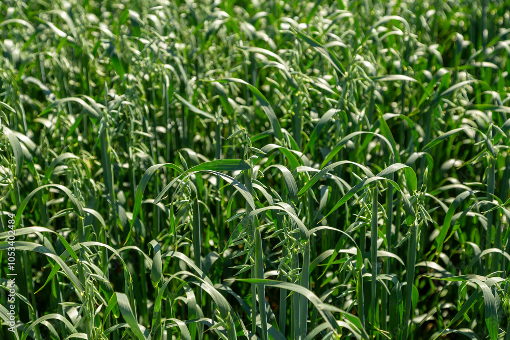 Close up on a green oat ears of wheat growing in the field. Agriculture. Nature product. Close up on a green oat ears of wheat growing in the field. Agriculture. Nature product.