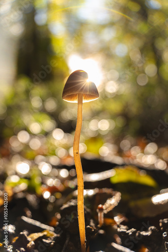 mushroom in the autumn forest