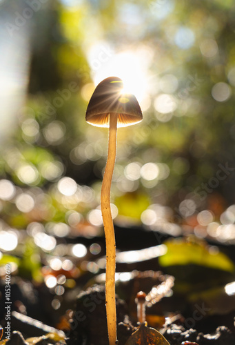 small mushroom in the forest in autumn
