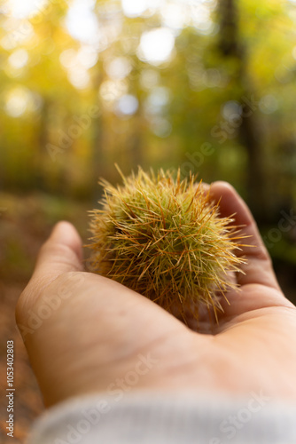 person holding chestnuts in hands in a forest in autumn