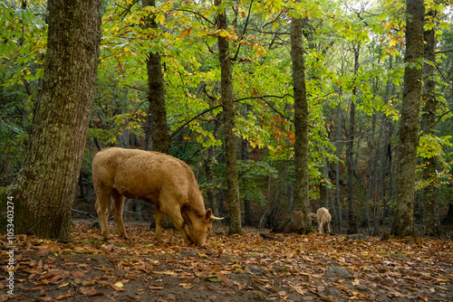 forest in autum with animals