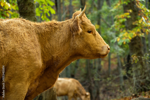 close-up of cow in nature