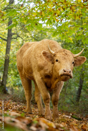 beauty cow in the field