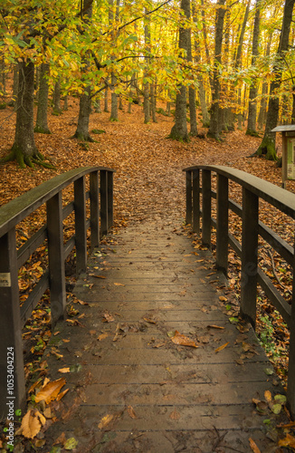wooden bridge in autumn forest