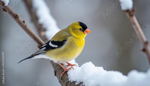  Yellow and black bird perched on snowy branch