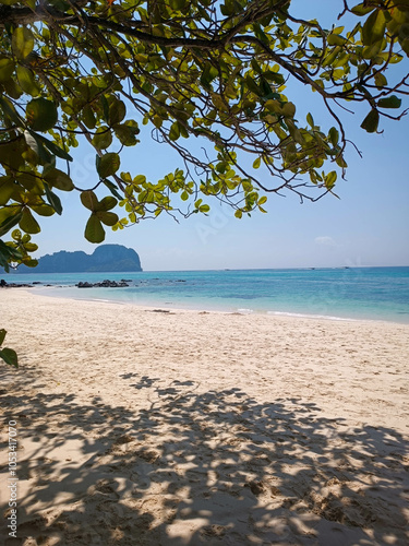 beach with tree