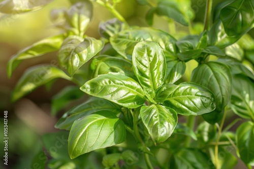 Vibrant green basil plant thriving in a garden, bathed in warm summer sunlight