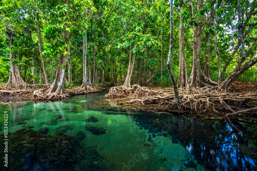 Tha Pom wetland, clear water stream canal, the mangrove forest in Krabi, Thailand