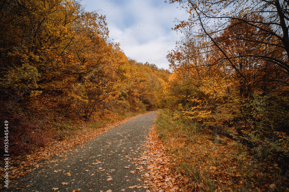 Fototapeta premium Winding Road Through Scenic Autumn Forest