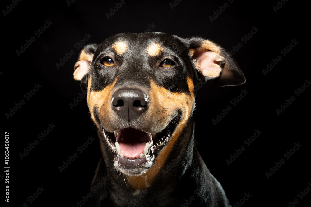 A cheerful black and tan dog smiles widely, showcasing its playful personality with a shiny coat, captured in a dark studio setting. A cheerful black and tan dog smiles widely, showcasing its playful personality with a shiny coat, captured in a dark studio setting.