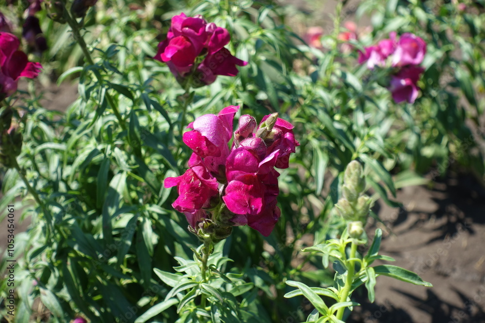 Fuchsia colored flowers of Antirrhinum majus in July Fuchsia colored flowers of Antirrhinum majus in July