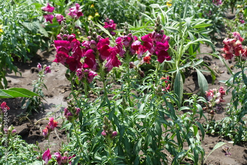 Full length view of magenta colored flowers of Antirrhinum majus in mid July photo