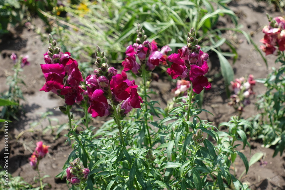 Group of magenta colored flowers of Antirrhinum majus in mid July Group of magenta colored flowers of Antirrhinum majus in mid July