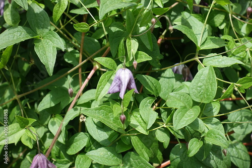 One purple campanulate flower in the leafage of clematis in June photo