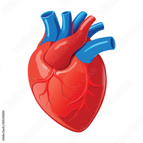 Realistic heart anatomy structure. blood circulation system organ, cardiac muscle with aorta, veins