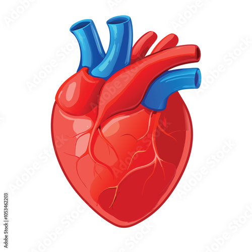 Realistic heart anatomy structure. blood circulation system organ, cardiac muscle with aorta, veins