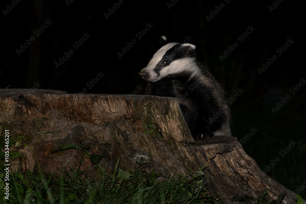 Obraz premium Eurasian Badger - Meles meles, popular beautiful carnivore from European and Asian forests, White Carpathians, Czech Republic.