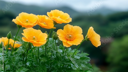 Beautiful Yellow Poppy Flowers in Bloom with Rain Drops