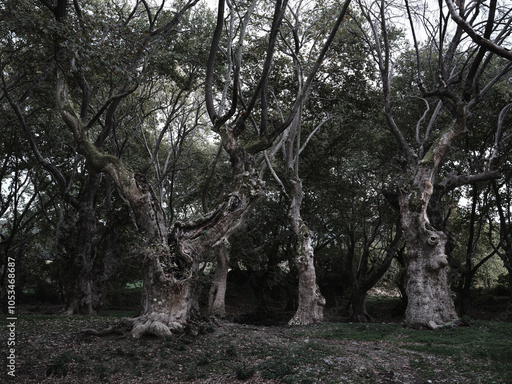 Obraz premium Alter Eichenwald