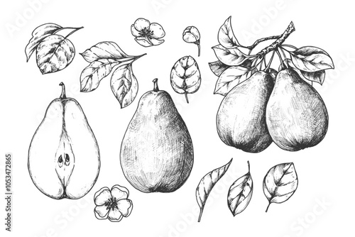 Obraz na płótnie Pear sketch ink graphic set illustration, draft silhouette drawing, black on white line art. Botanical vintage etching food design. w salonie
