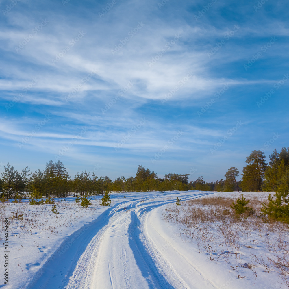 Obraz premium forest glade in a snow at the bright winter day