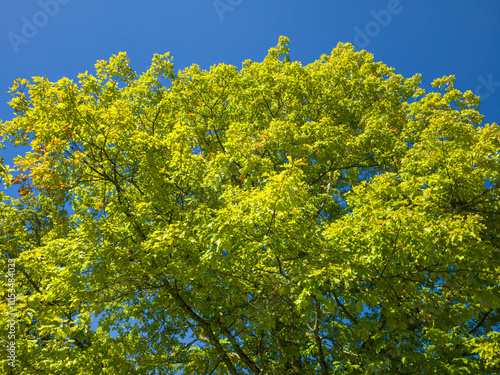 Baum mit grünen Blättern vor blauem Himmel im Herbst, Bayern, Deutschland, Europa
