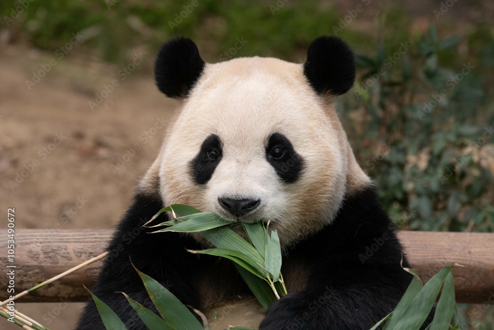 Fototapeta premium Happy Female Panda, Fu Bao, South Korea