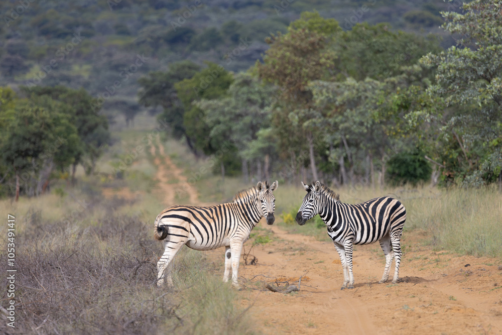 Obraz premium Two zebras