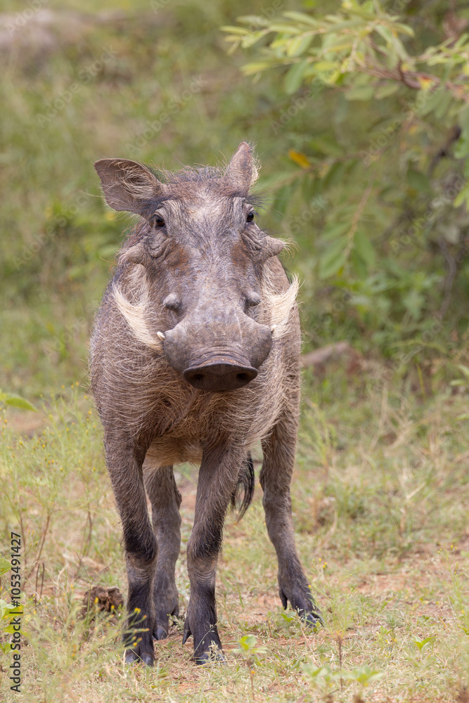 Wild Warthog Wild Warthog