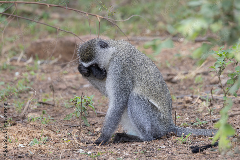 Obraz premium Vervet monkey