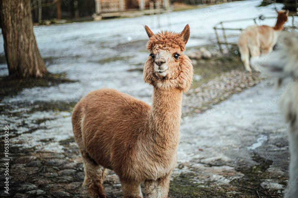 Naklejka premium Portrait of a cute alpaca