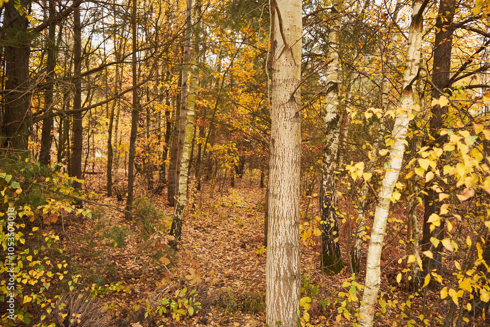 Obraz premium drzewa,las 