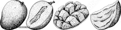 Hand drawn engraving mango. Tropical fruit vector illustration. Botanical vintage drawing