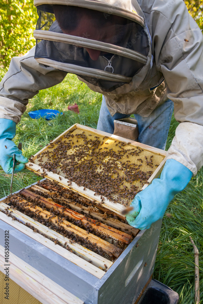 Apiculture - Apiculteur tenant un cadre de cire au dessus d'une ruche, lors d'une visite sanitaire et inspection du rucher Apiculture - Apiculteur tenant un cadre de cire au dessus d'une ruche, lors d'une visite sanitaire et inspection du rucher