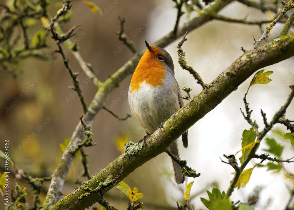 very cute robin on a branch, chirping robin, orange bird on a tree, autumn colours, robin in autumn very cute robin on a branch, chirping robin, orange bird on a tree, autumn colours, robin in autumn