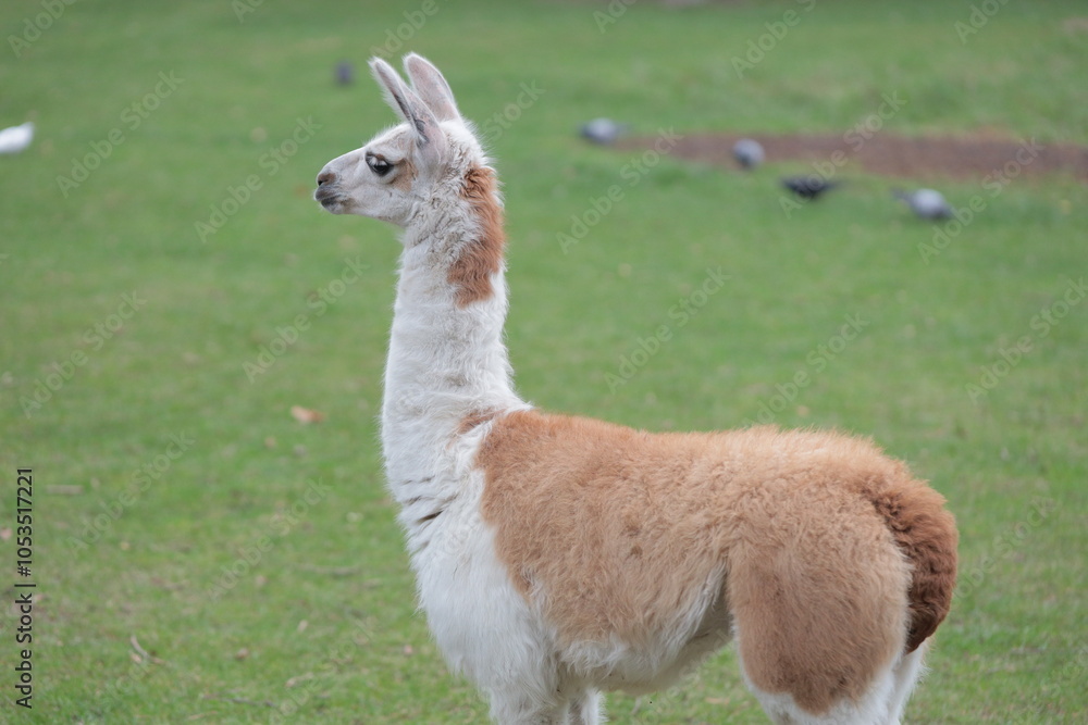 Lamas in the farm grazing on a pasture Lamas in the farm grazing on a pasture