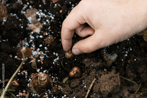 hand sadi in soil-soil flower bulbs. Hand holding a crocus bulb before planting in the ground photo