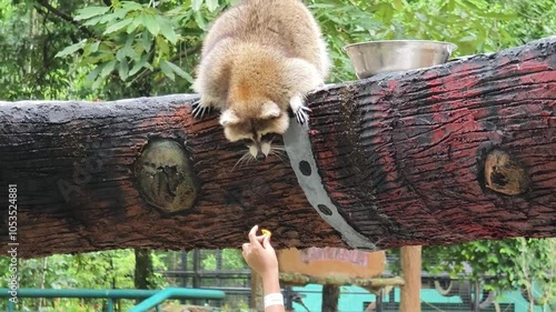 A curious raccoon investigates its lush surroundings 