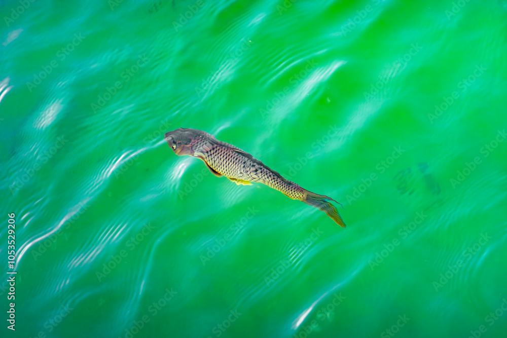 Fototapeta premium fish in the water