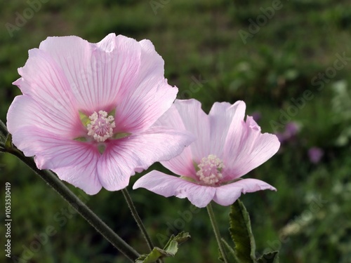 Pink flowers of malva Lavatera thuringiaca. close up photo