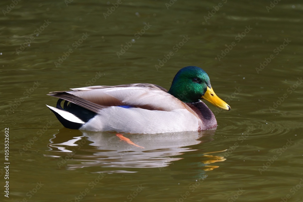 Obraz premium A Mallard Drake on a Lake. Beautiful Scene of a Male Duck Floating Peacefully on the Water. Tranquil Nature Setting with Reflections in the Calm Lake.